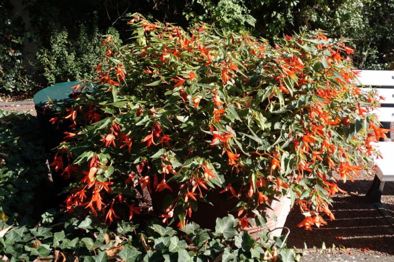 City Park - Red Flowers